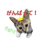 みあひめ（個別スタンプ：12）