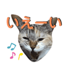 みあひめ（個別スタンプ：13）