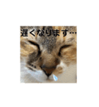 みあひめ（個別スタンプ：14）