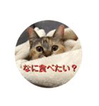 みあひめ（個別スタンプ：15）