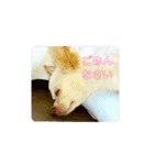 い·ぬ2（個別スタンプ：6）