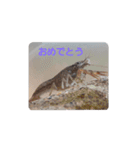 い·ぬ2（個別スタンプ：12）
