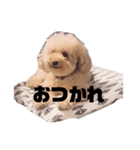 ジャッキーくんたくさんのスタンプ（個別スタンプ：10）