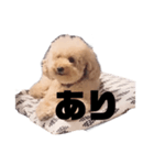 ジャッキーくんたくさんのスタンプ（個別スタンプ：11）
