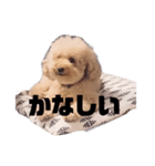 ジャッキーくんたくさんのスタンプ（個別スタンプ：12）