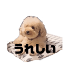 ジャッキーくんたくさんのスタンプ（個別スタンプ：13）