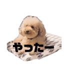 ジャッキーくんたくさんのスタンプ（個別スタンプ：16）