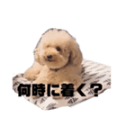 ジャッキーくんたくさんのスタンプ（個別スタンプ：18）