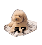 ジャッキーくんたくさんのスタンプ（個別スタンプ：20）