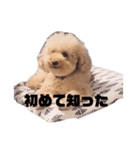 ジャッキーくんたくさんのスタンプ（個別スタンプ：21）