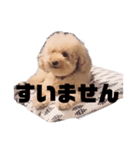 ジャッキーくんたくさんのスタンプ（個別スタンプ：24）