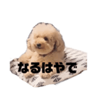 ジャッキーくんたくさんのスタンプ（個別スタンプ：26）