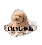 ジャッキーくんたくさんのスタンプ（個別スタンプ：28）