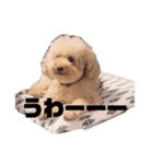 ジャッキーくんたくさんのスタンプ（個別スタンプ：29）