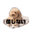 ジャッキーくんたくさんのスタンプ（個別スタンプ：30）