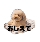 ジャッキーくんたくさんのスタンプ（個別スタンプ：32）