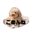 ジャッキーくんたくさんのスタンプ（個別スタンプ：34）
