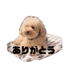 ジャッキーくんたくさんのスタンプ（個別スタンプ：35）