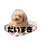 ジャッキーくんたくさんのスタンプ（個別スタンプ：36）