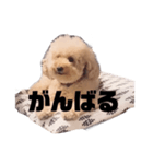 ジャッキーくんたくさんのスタンプ（個別スタンプ：37）