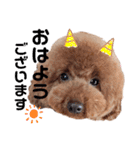 こむたん's   完全版（個別スタンプ：1）