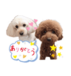 こむたん's   完全版（個別スタンプ：14）