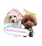 こむたん's   完全版（個別スタンプ：20）
