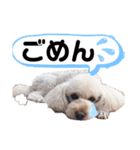 こむたん's   完全版（個別スタンプ：23）