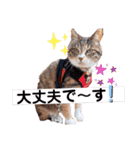 こむたん's   完全版（個別スタンプ：29）