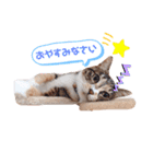 こむたん's   完全版（個別スタンプ：32）