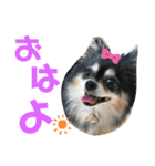 クゥーちゃんスタンプ2（個別スタンプ：3）