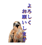 仕事用で使う言葉を身近な鳥から～BIG（個別スタンプ：2）