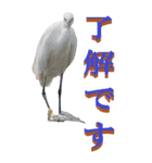 仕事用で使う言葉を身近な鳥から～BIG（個別スタンプ：3）