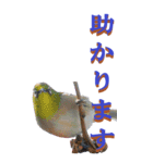 仕事用で使う言葉を身近な鳥から～BIG（個別スタンプ：6）