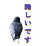 仕事用で使う言葉を身近な鳥から～BIG（個別スタンプ：9）