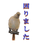 仕事用で使う言葉を身近な鳥から～BIG（個別スタンプ：11）