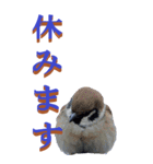 仕事用で使う言葉を身近な鳥から～BIG（個別スタンプ：22）