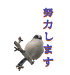 仕事用で使う言葉を身近な鳥から～BIG（個別スタンプ：27）