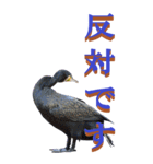 仕事用で使う言葉を身近な鳥から～BIG（個別スタンプ：34）