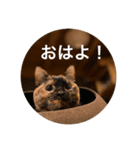 小梅のねこ 2（個別スタンプ：1）