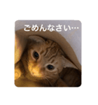 小梅のねこ 2（個別スタンプ：2）