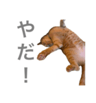 小梅のねこ 2（個別スタンプ：3）