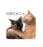 小梅のねこ 2（個別スタンプ：4）