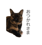 小梅のねこ 2（個別スタンプ：8）