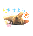 ゆずトロスタンプ（個別スタンプ：1）