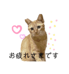 ゆずトロスタンプ（個別スタンプ：4）
