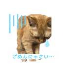 ゆずトロスタンプ（個別スタンプ：5）