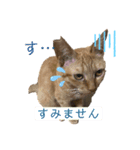 ゆずトロスタンプ（個別スタンプ：8）