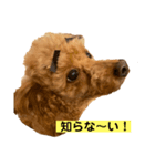 我が家のさぶろーくん（個別スタンプ：3）