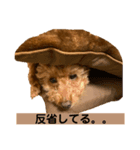 我が家のさぶろーくん（個別スタンプ：5）